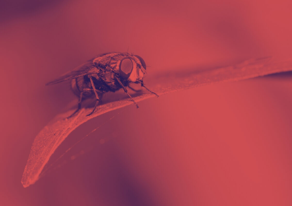 sinek tuzakları için yapışkan