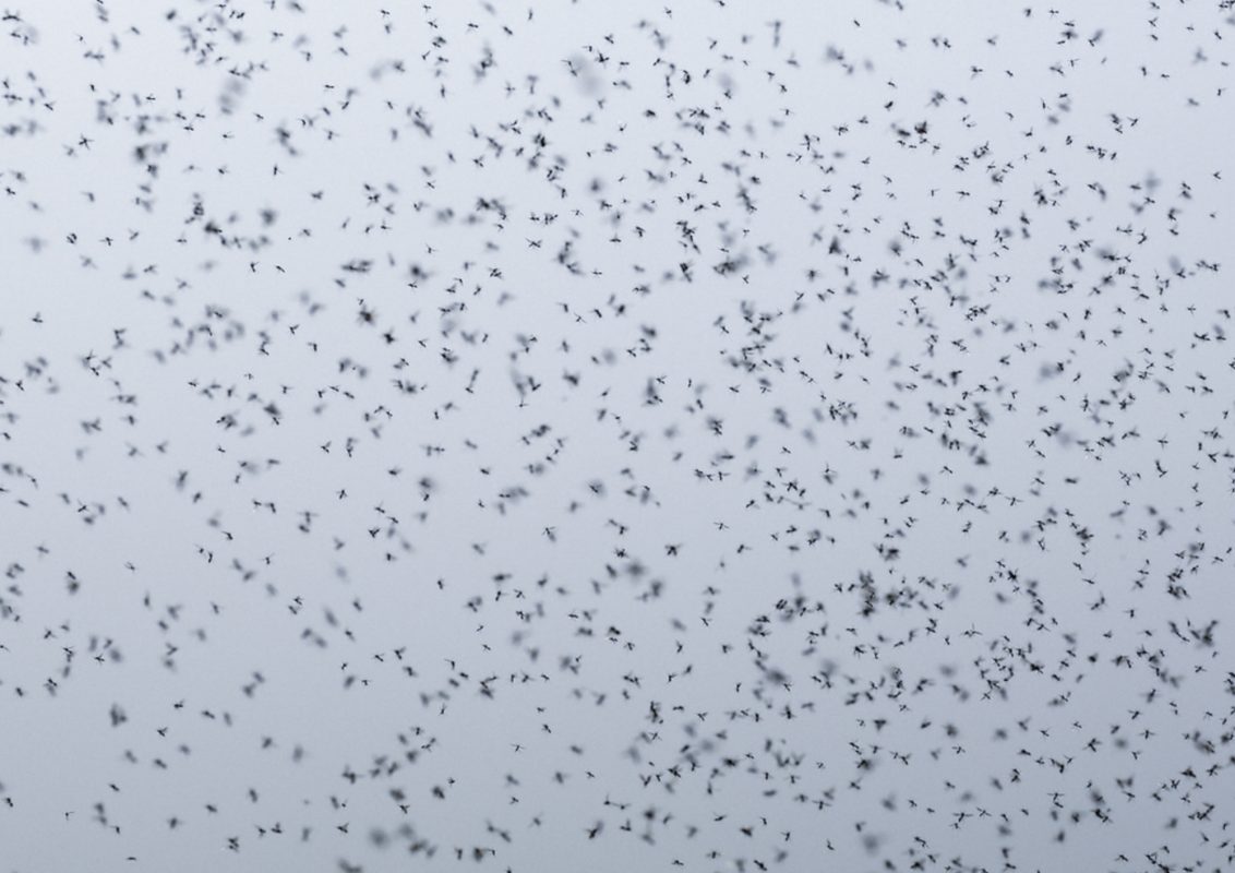 enerji tasarruflu uçan böcek tuzağı