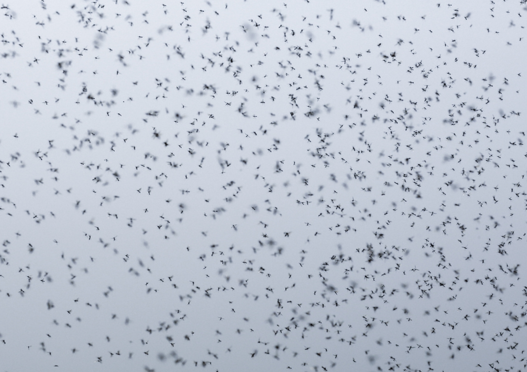 enerji tasarruflu uçan böcek tuzağı