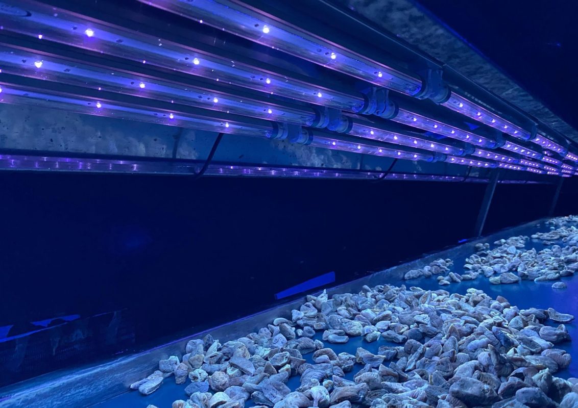 organik tesis haşere kontrolü