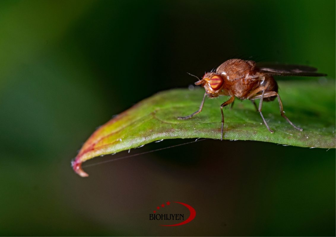 sinek türleri ve anlamları