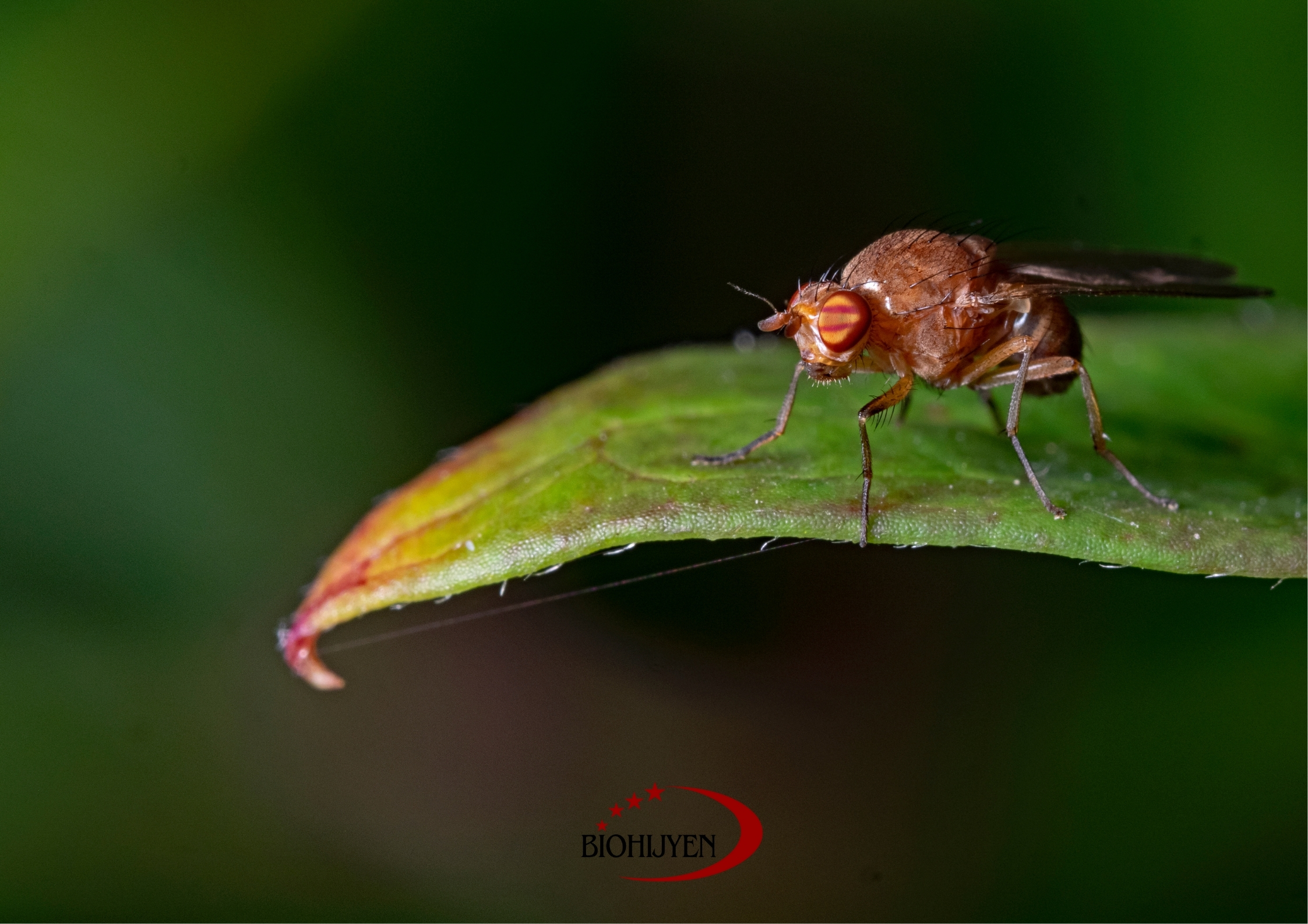 sinek türleri ve anlamları